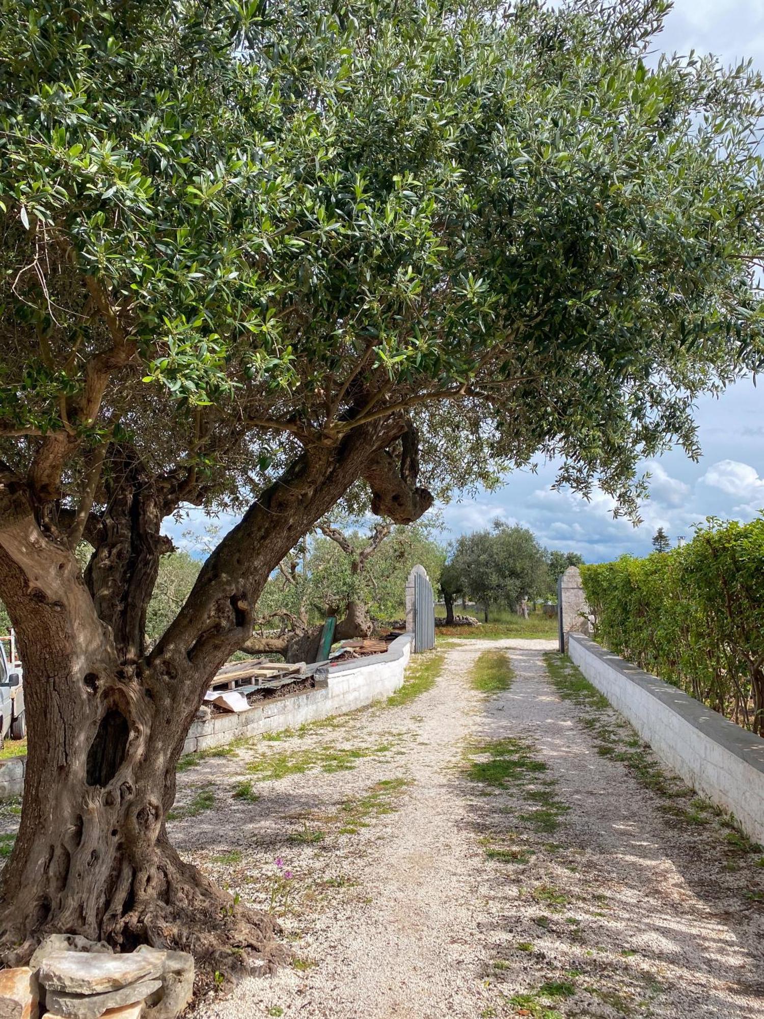 Trullo Pinto Apartment โลโกโรตอนโด ภายนอก รูปภาพ